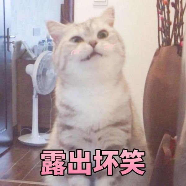 猫猫又能有什么坏心眼表情包