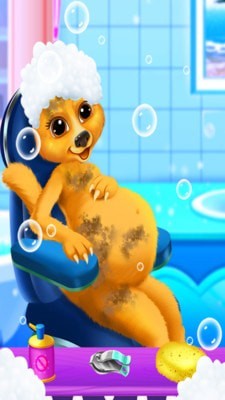 呵护小狗妈妈 呵护小狗妈妈