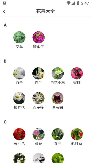 即有花